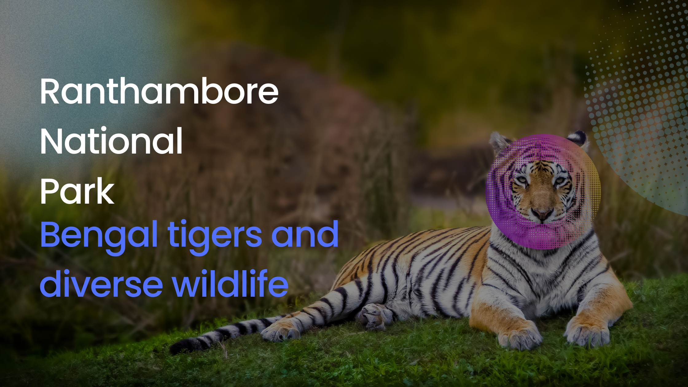 Discover the Wild Side: Why Ranthambore National Park is the Ultimate Safari Adventure You Can’t Miss!