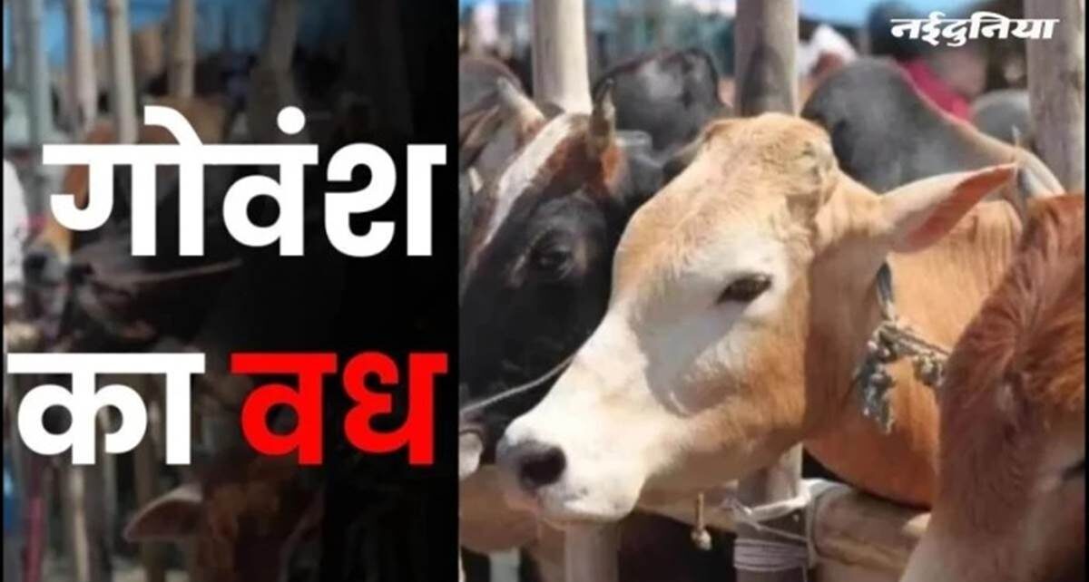 bhopal-govansh-vadh-mamla-kore