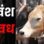 भोपाल गोवंश वध मामला… कोर्ट ने माना बचाव पक्ष का तर्क, दिए CCTV फुटेज, फॉरेंसिक लैब की रिपोर्ट रही बेअसर
