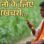 रबी सीजन का तोहफा, किसानों को अब दिन में मिलेगी 10 घंटे बिजली, सीएम मोहन यादव का एलान